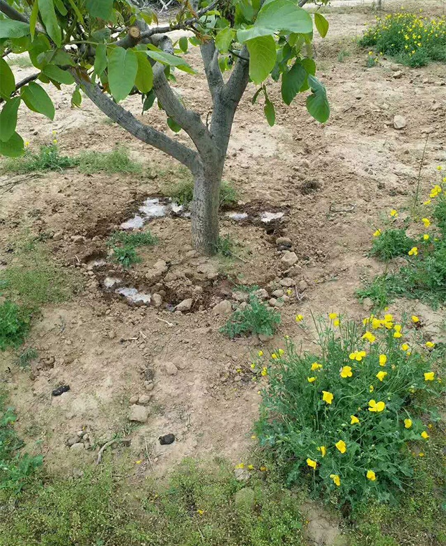 久養(yǎng)地種植戶反饋