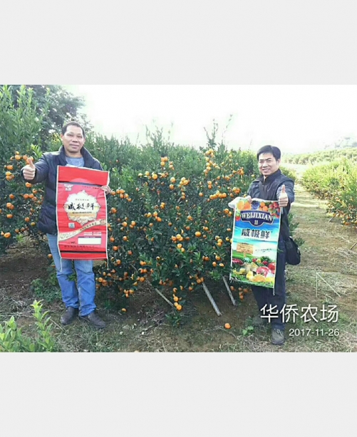 威極鮮二號(hào)種植戶反饋