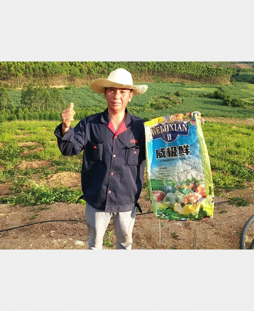 威極鮮二號(hào)種植戶反饋