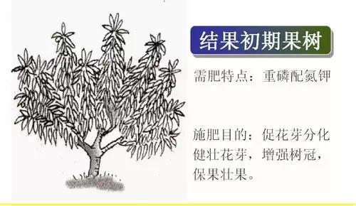 菌肥 生物菌肥 微生物菌肥