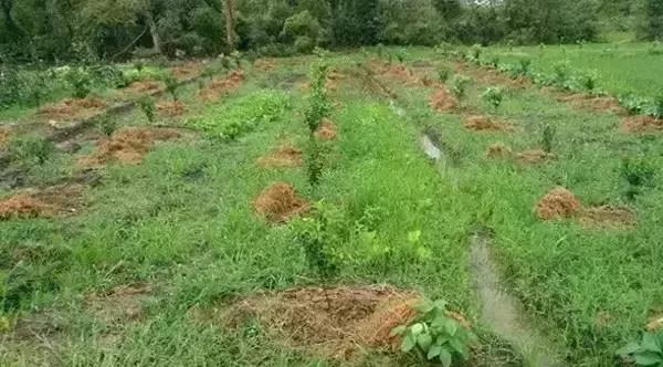 菌肥 生物菌肥 微生物菌肥