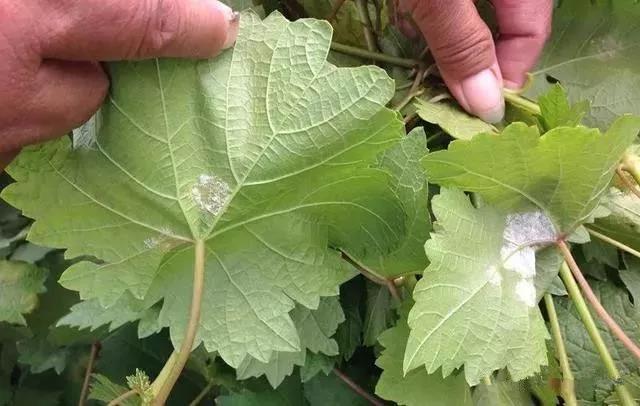 菌肥 生物菌肥 微生物菌肥