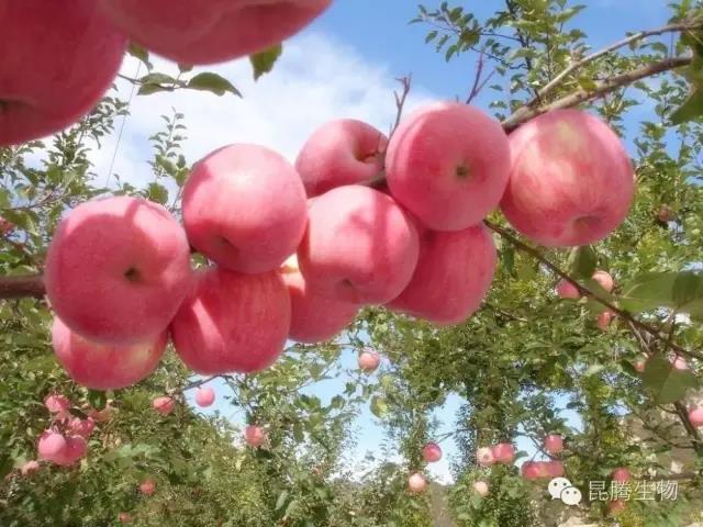 水溶肥 沖施肥 大中微量元素水溶肥