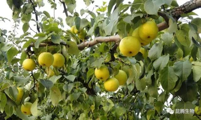 菌肥 生物菌肥 微生物菌肥