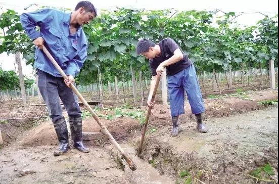 菌肥 生物菌肥 微生物菌肥