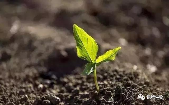 菌肥 生物菌肥 微生物菌肥