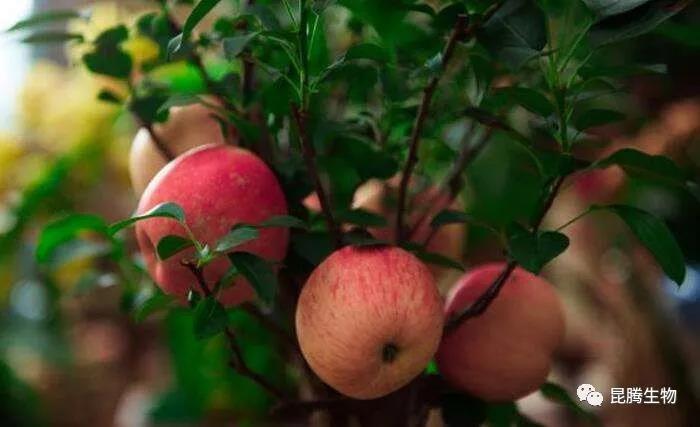 菌肥 生物菌肥 微生物菌肥