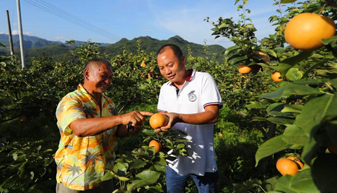 生物菌肥 菌肥 微生物菌肥