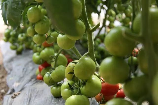 菌肥 生物菌肥 微生物菌劑