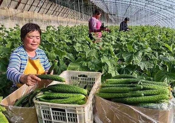 菌肥 微生物菌肥 微生物菌劑液體桶肥生物有機肥