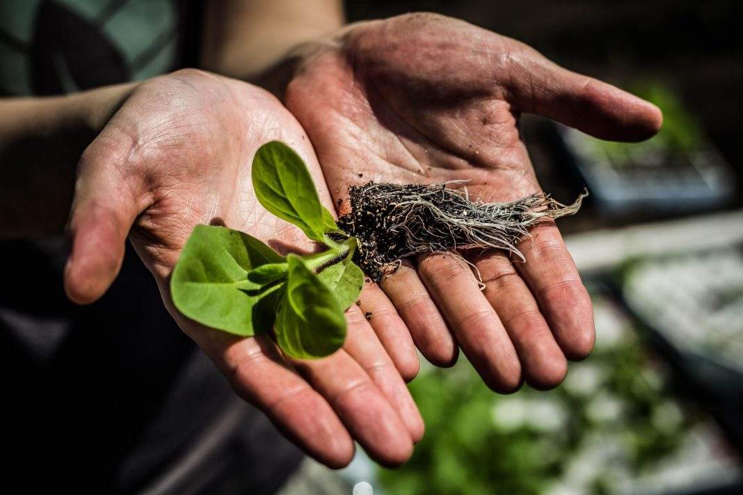 菌肥 微生物菌肥 微生物菌劑液體桶肥生物有機肥