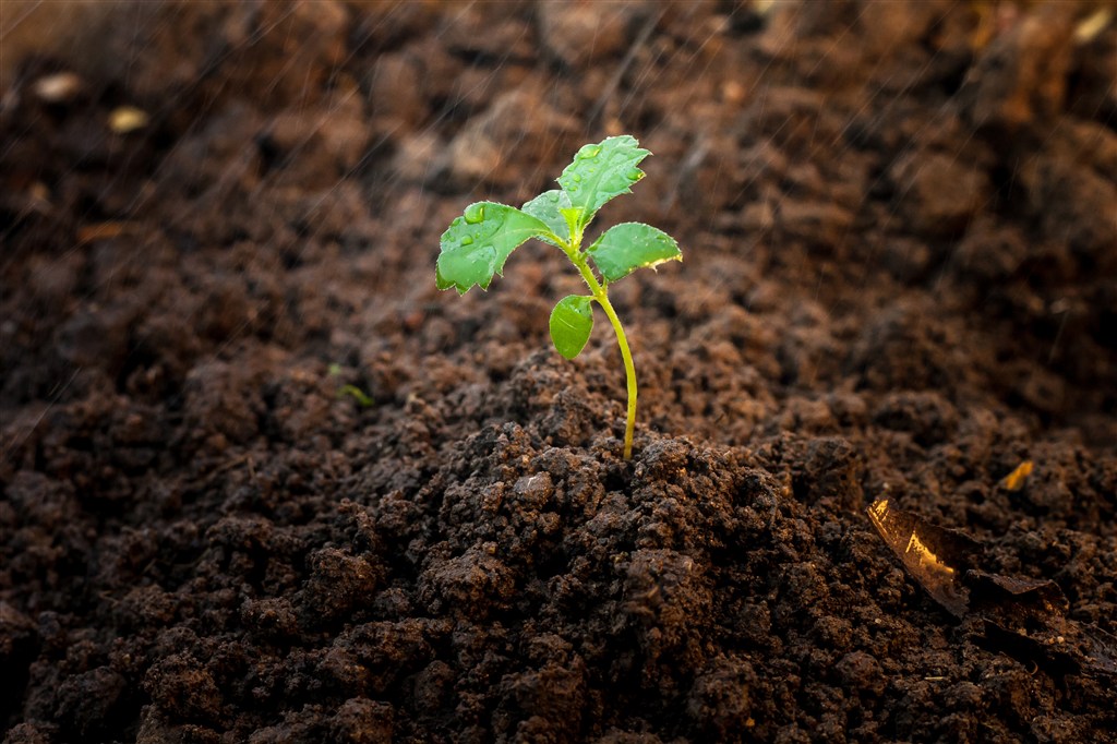 昆騰菌寶微生物菌肥 防治線蟲微生物菌劑 改良土壤菌肥 生物有機肥 廠家直銷