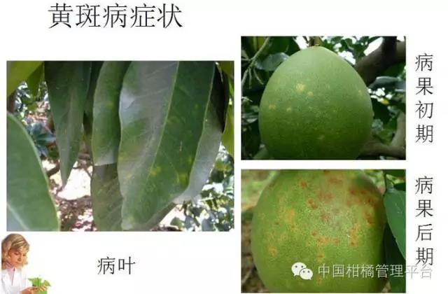 1566805618503010.jpg菌肥 微生物菌肥 微生物菌劑