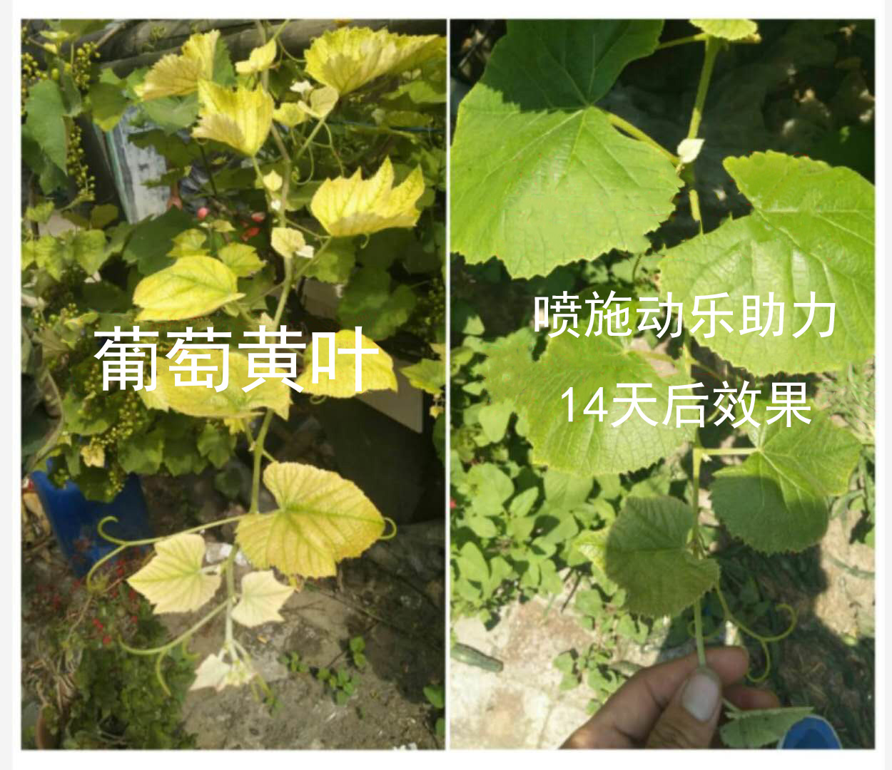 膨果專色水溶肥螯合鈦進口大量元素水溶肥果樹專用葉面肥動樂助力中微量元素沖施肥廠家直銷