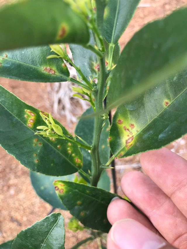 菌肥 微生物菌肥 微生物菌劑