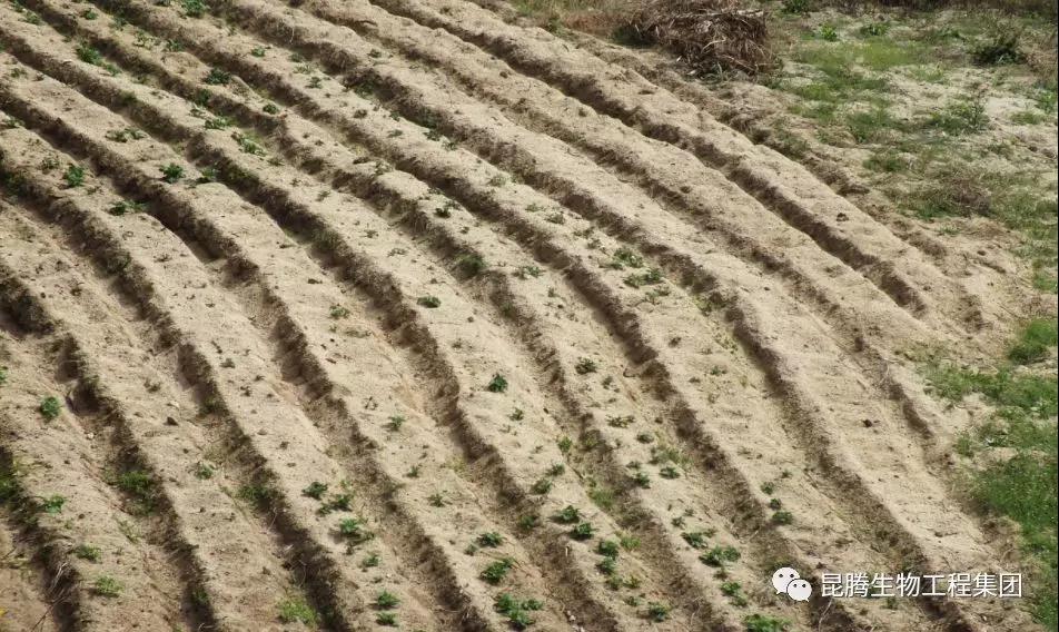 菌肥 微生物菌肥 微生物菌劑