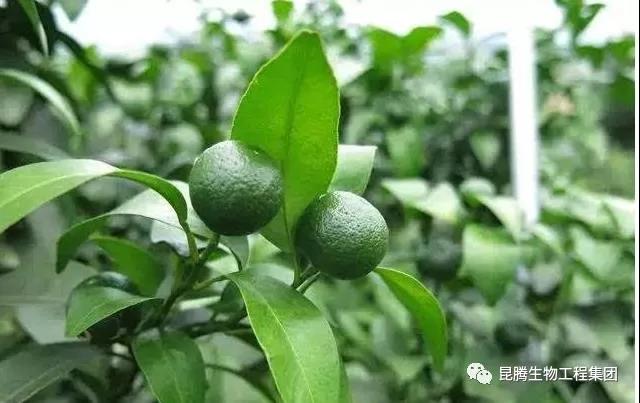 硅鈣鉀鎂肥 菌肥 微生物菌肥 微生物菌劑