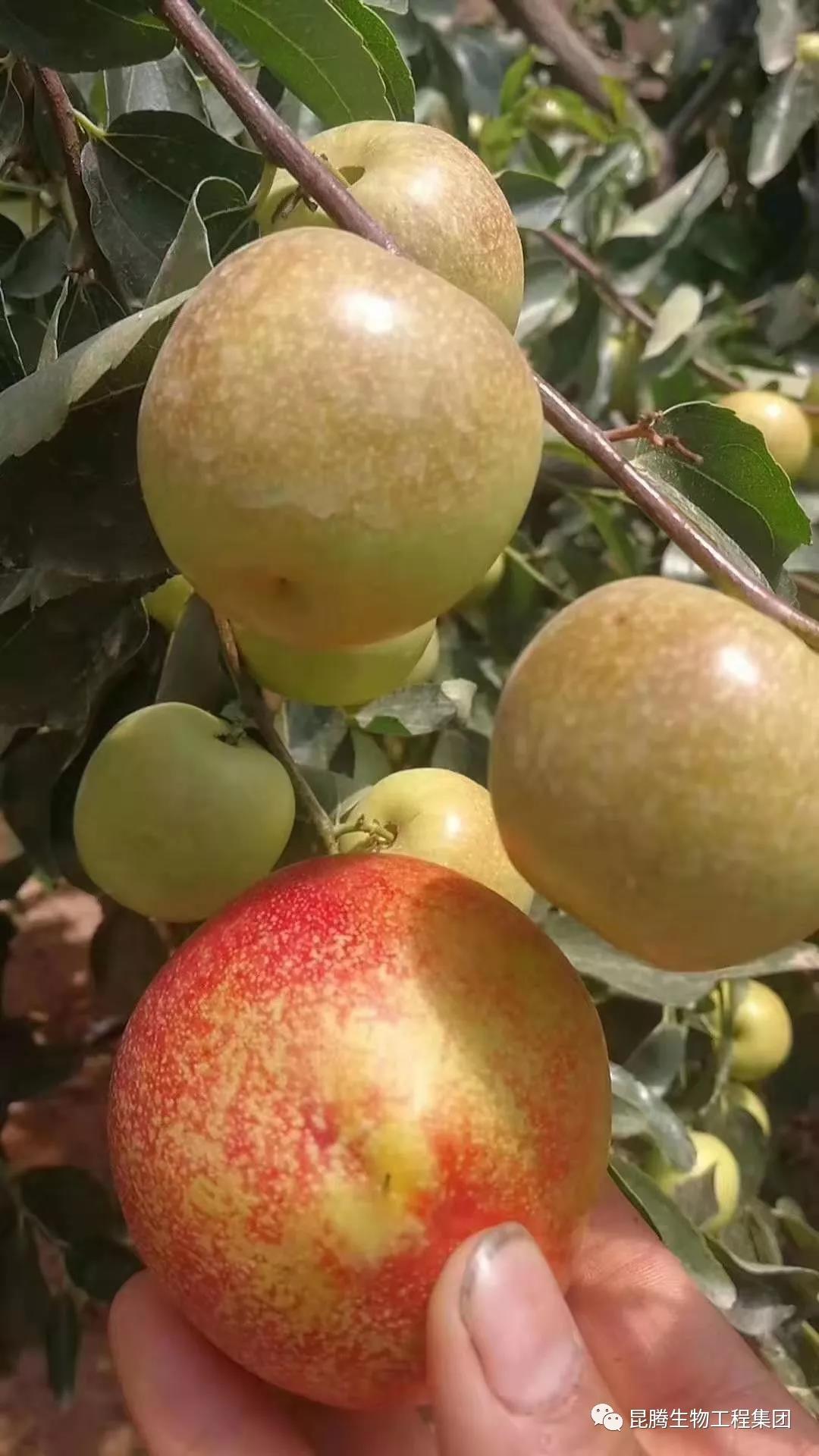 復(fù)合微生物菌劑廠家直銷