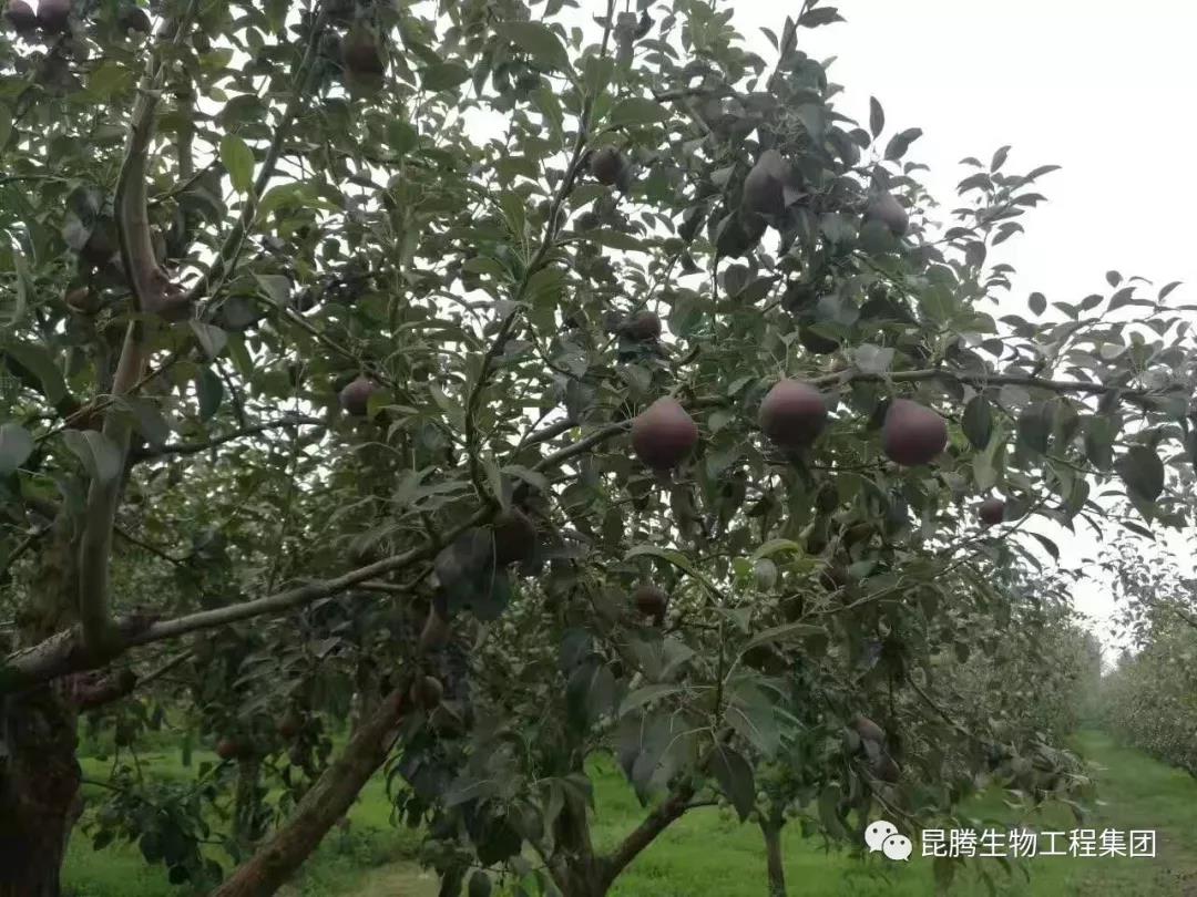 復合微生物菌劑水溶肥廠家直銷