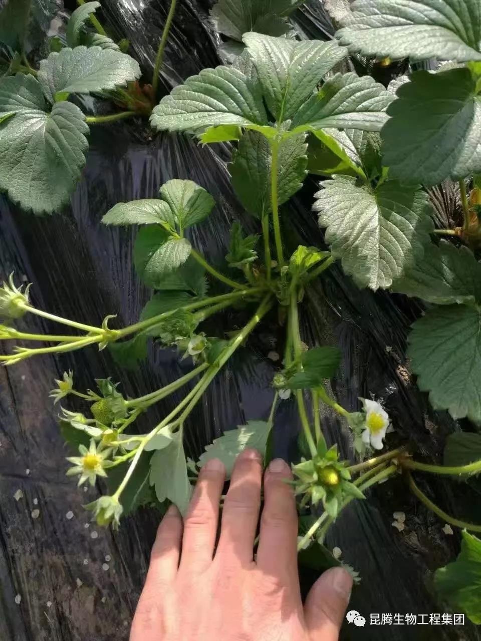 復合微生物菌劑水溶肥廠家直銷