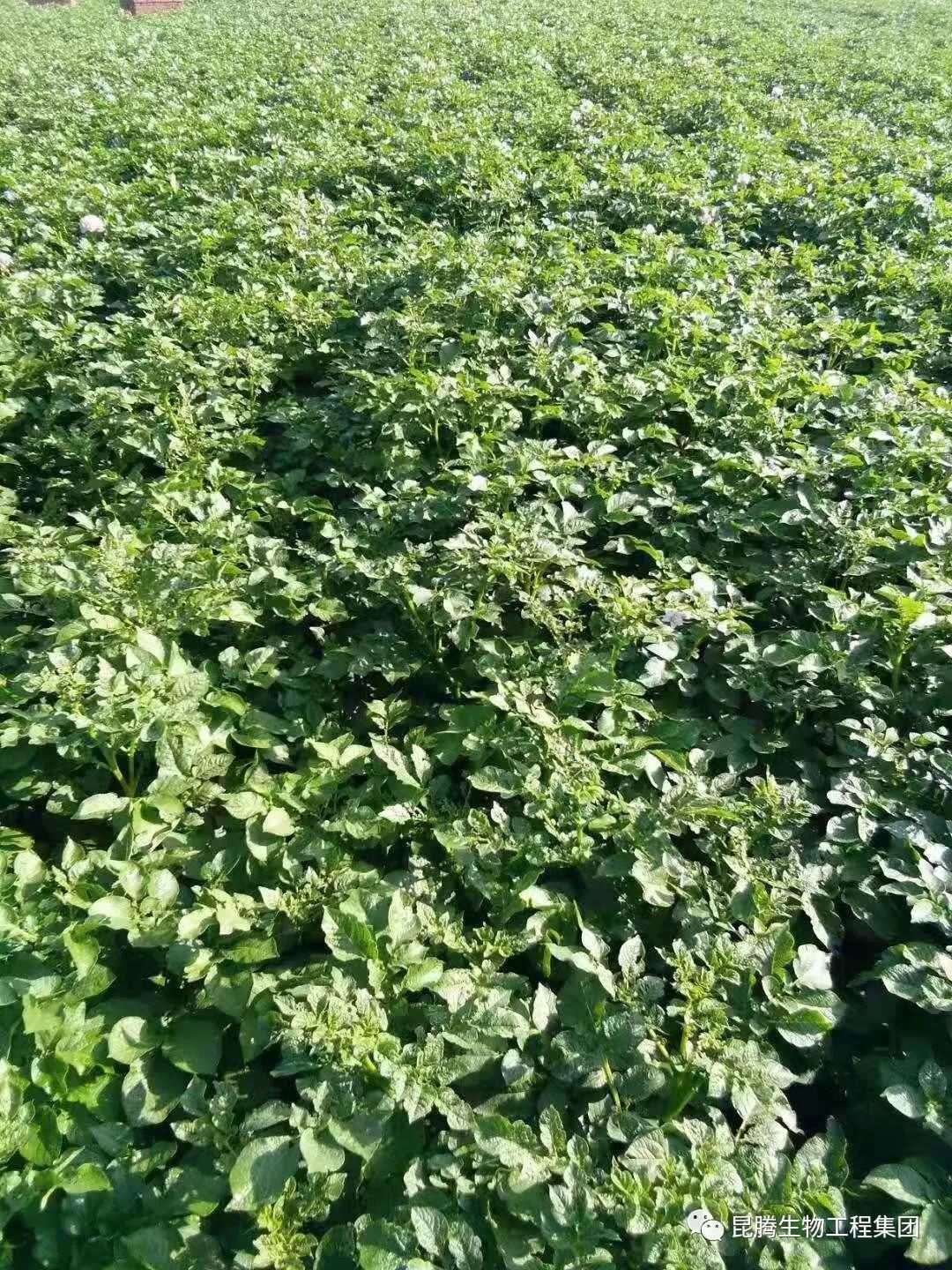 復合微生物菌劑水溶肥廠家直銷