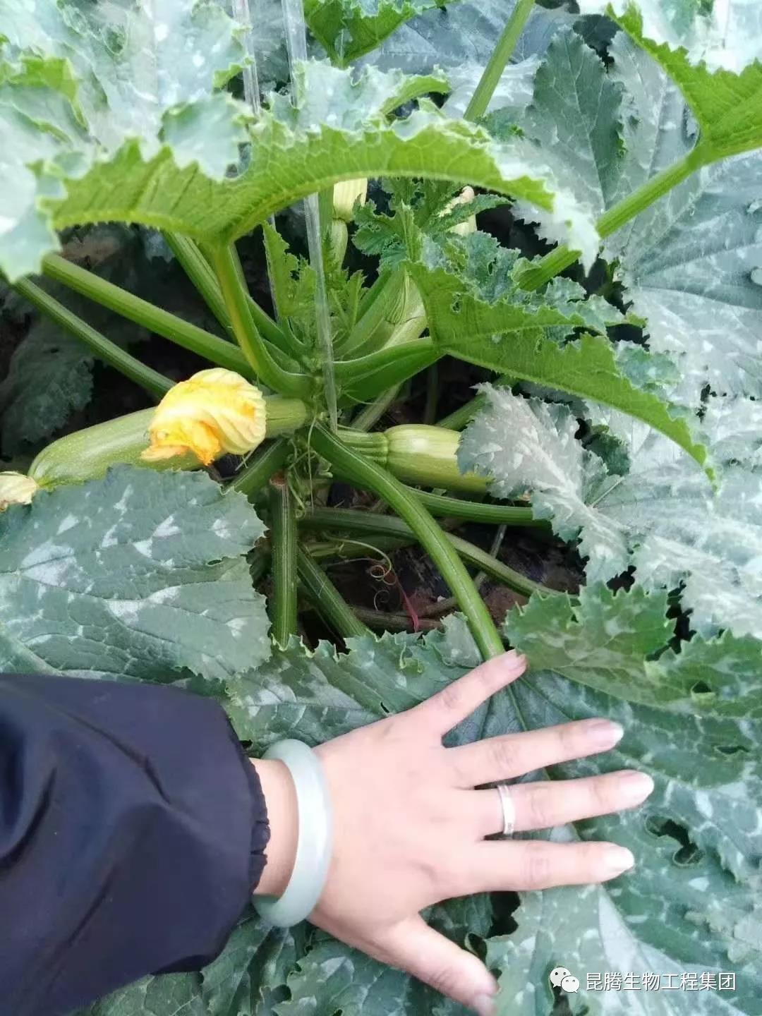 復合微生物菌劑水溶肥廠家直銷