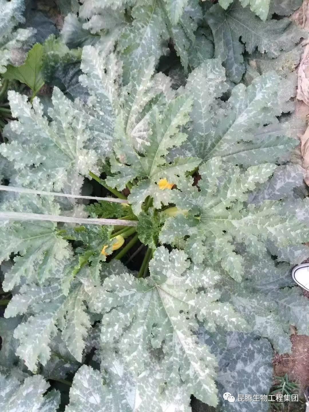 復合微生物菌劑水溶肥廠家直銷