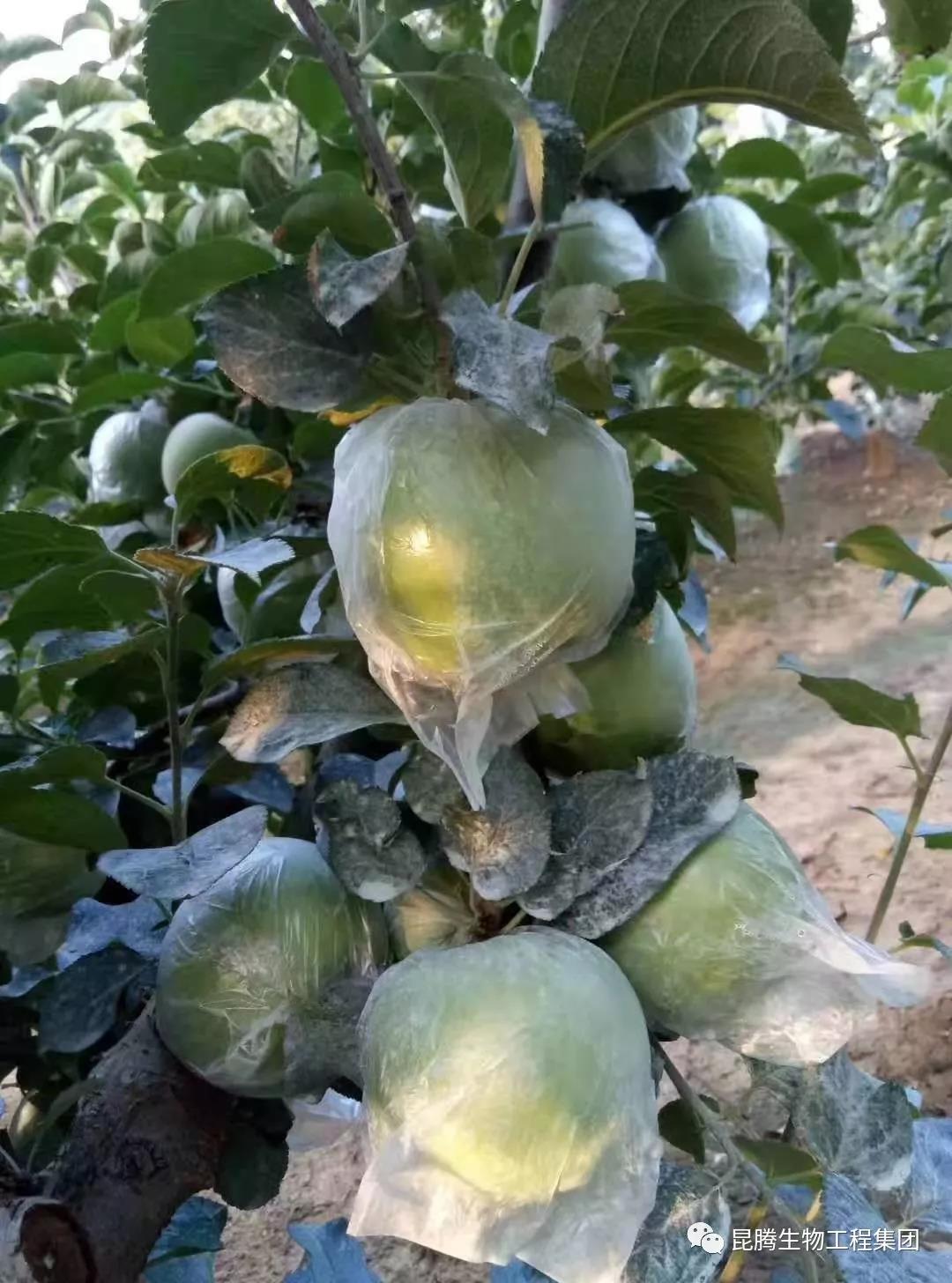 復合微生物菌劑水溶肥廠家直銷