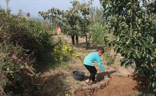 復(fù)合微生物菌肥廠家直銷