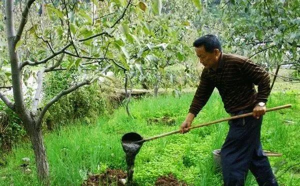 復(fù)合微生物菌肥廠家直銷