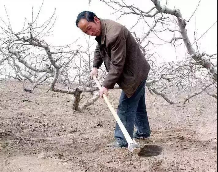 復(fù)合微生物菌肥廠家直銷