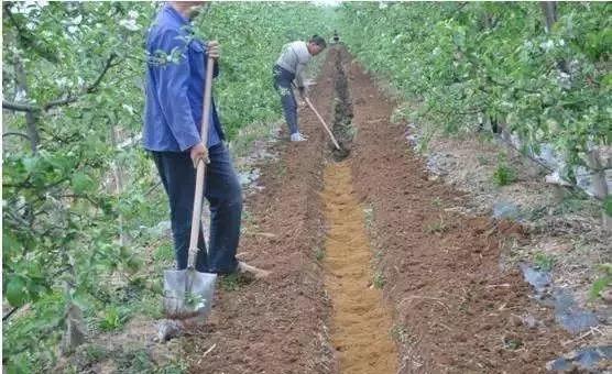 復(fù)合微生物菌肥廠家直銷