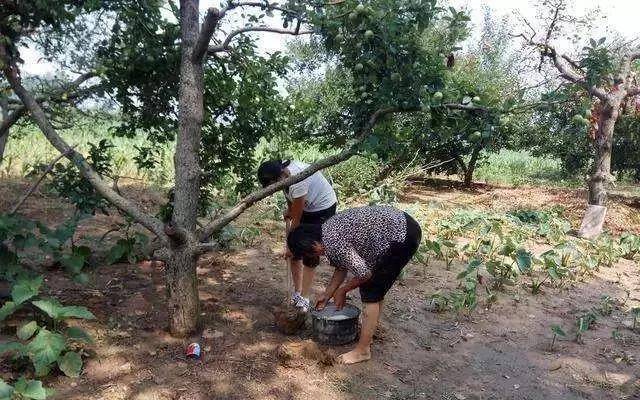 復(fù)合微生物菌肥廠家直銷