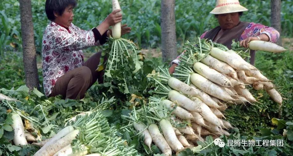 復(fù)合微生物菌劑廠家直銷