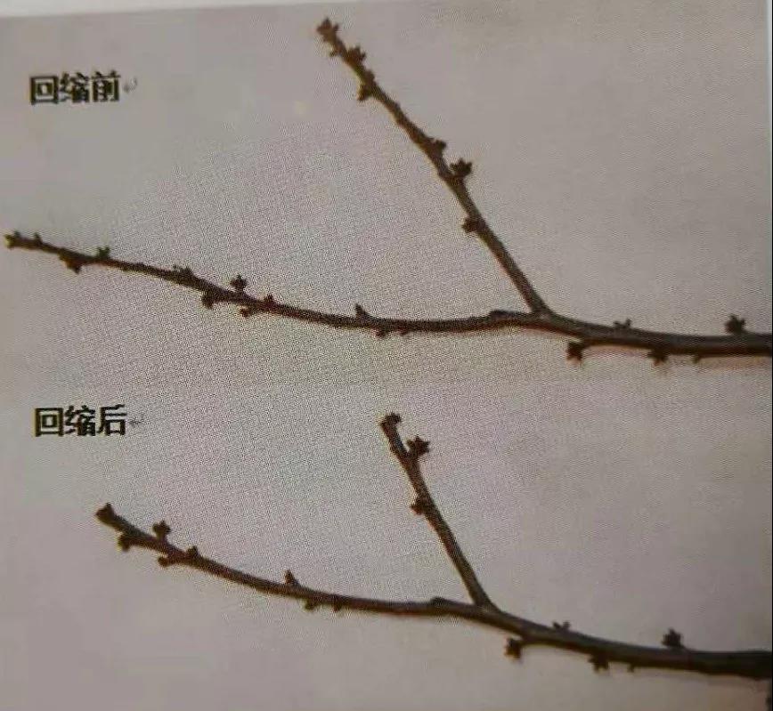 復(fù)合微生物菌劑廠家直銷(xiāo)