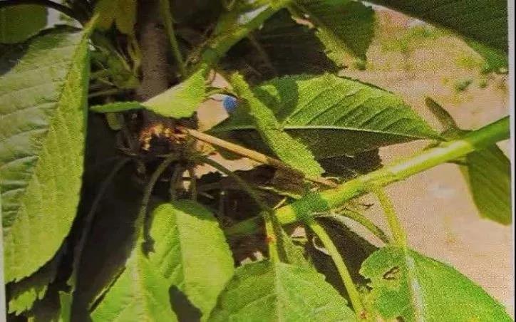 復(fù)合微生物菌劑廠家直銷(xiāo)