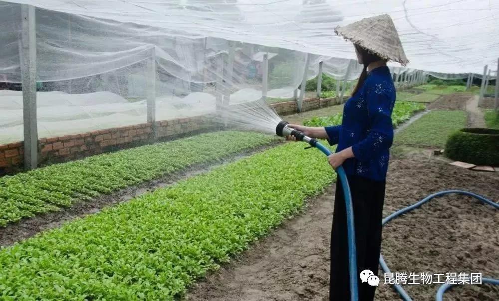 復(fù)合微生物有機(jī)菌肥廠家直銷