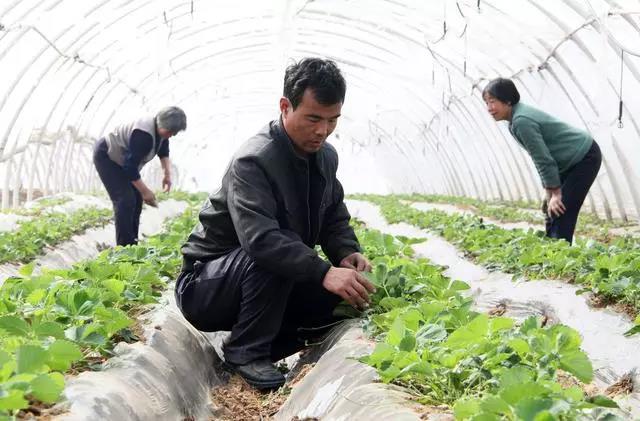 復(fù)合微生物菌肥廠家直銷