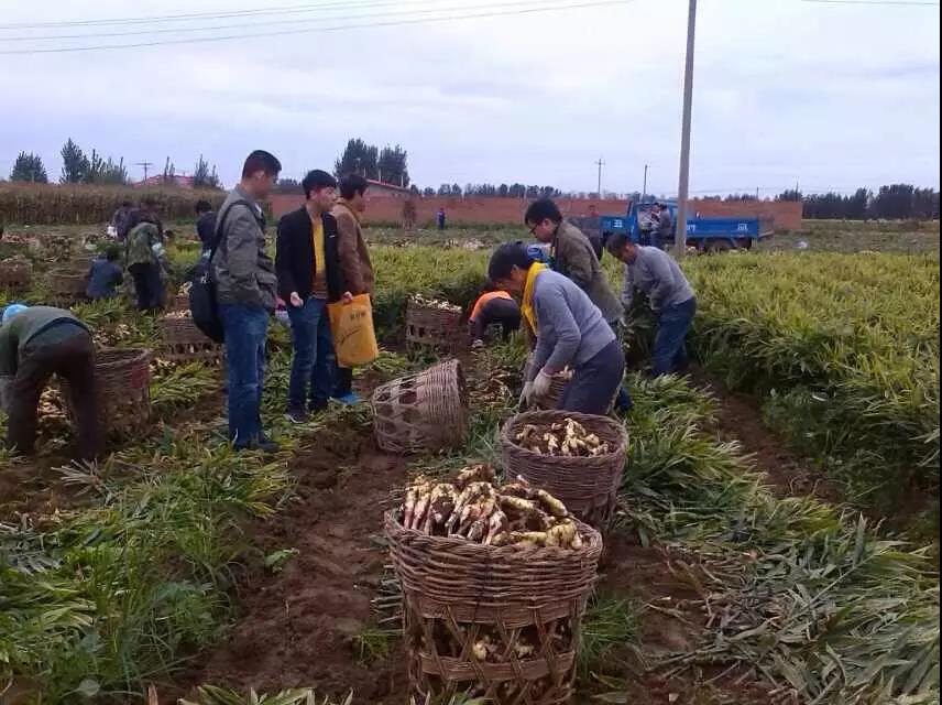 復(fù)合微生物菌劑廠家直銷