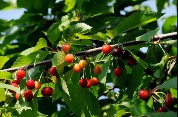 復(fù)合微生物有機(jī)菌肥廠家直銷