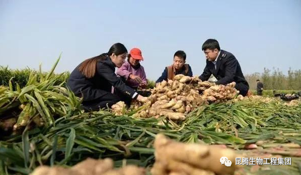 復(fù)合微生物菌肥廠家直銷