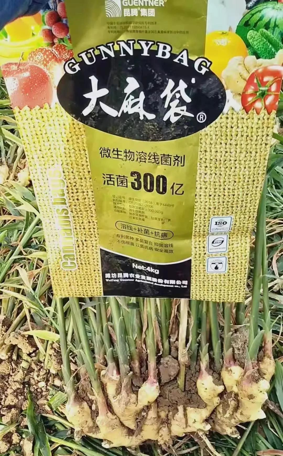 復(fù)合微生物菌肥廠家直銷