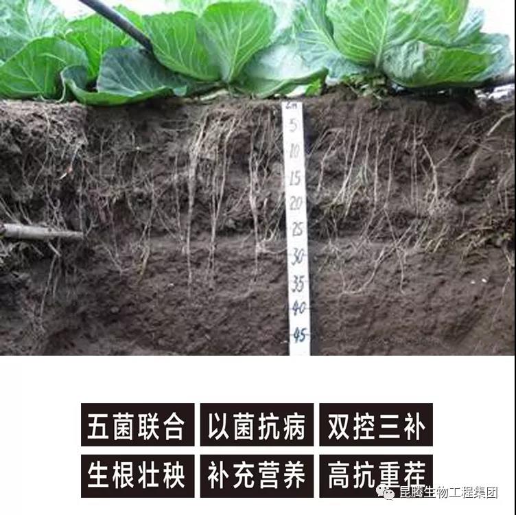 復合微生物菌肥廠家直銷