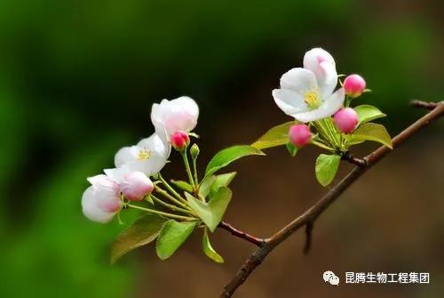 復(fù)合微生物菌肥廠家直銷