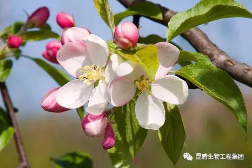 復(fù)合微生物菌肥廠家直銷