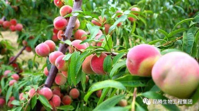 復合微生物有機菌肥廠家直銷